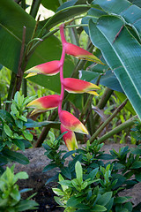 Image showing  flowers on the beach