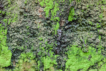 Image showing natural tree bark and moss green