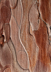 Image showing Wooden texture