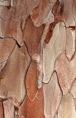 Image showing Wooden texture