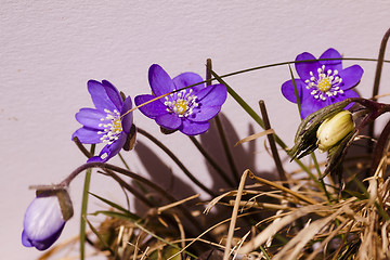 Image showing hepatica nobilis