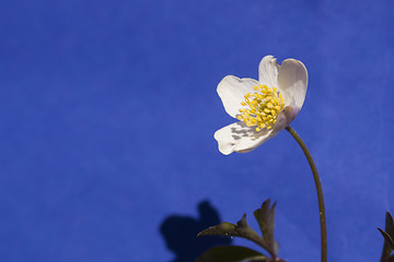 Image showing wood anemone