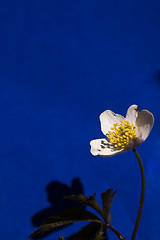 Image showing wood anemone