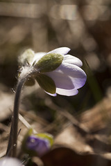 Image showing blue anemone