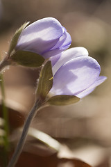 Image showing blue anemones