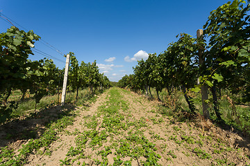 Image showing Vineyards under Palava. Czech Republic