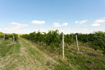 Image showing Vineyards under Palava. Czech Republic