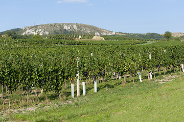 Image showing Vineyards under Palava. Czech Republic