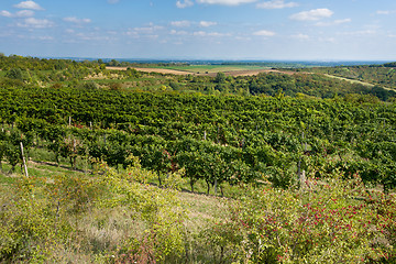 Image showing Vineyards under Palava. Czech Republic