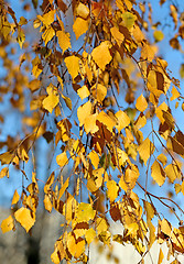 Image showing Beautiful yellow leaves  