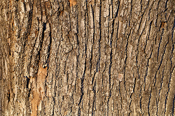 Image showing  bark of the oak tree 