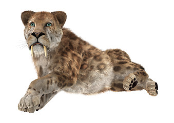 Image showing Big Cat Sabertooth