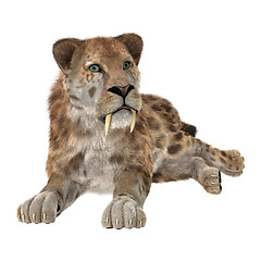 Image showing Big Cat Sabertooth