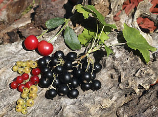 Image showing Ripe garden berries