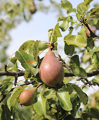 Image showing Ripe pear on branch