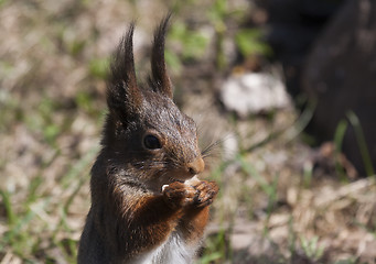 Image showing squirrel eating sunflower seeds