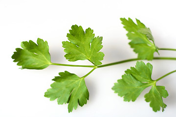 Image showing Flat-leafed parsley