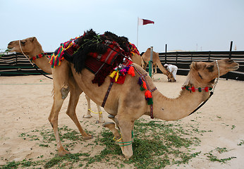 Image showing Hobbled camels