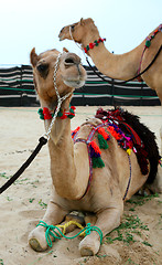 Image showing Camel pair