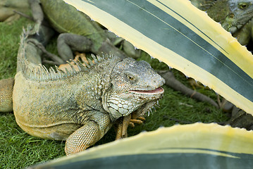 Image showing iguana park bolivar guayaquil ecuador