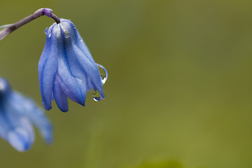 Image showing blue scilla after rain