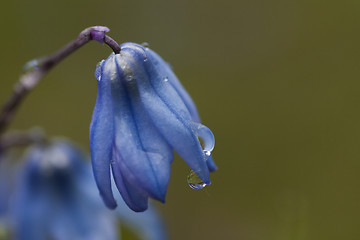 Image showing scilla