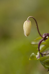 Image showing wood anemone