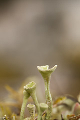 Image showing moss flower