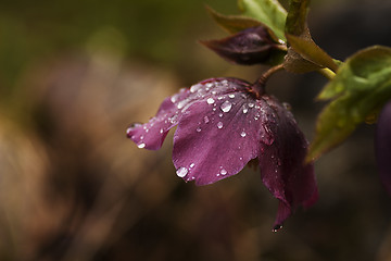 Image showing helleborus