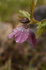 Image showing helleborus