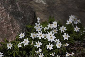 Image showing wood anemone