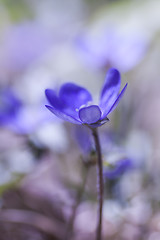 Image showing hepatica nobilis