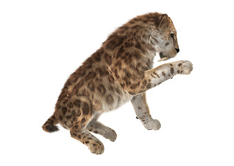 Image showing Big Cat Sabertooth