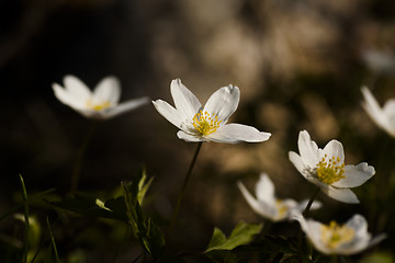 Image showing anemone nemorosa