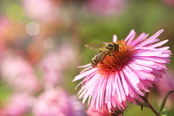 Image showing bee sits on the asters 