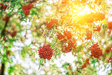 Image showing rowan-tree with rowanberry