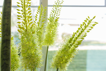 Image showing Abstract of Green Succulent Plant in Window