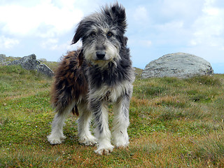 Image showing Dog