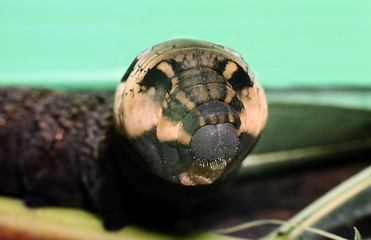 Image showing Caterpillar of Elephant Hawk moth. Deilephila Elpenor.