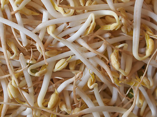 Image showing Mung bean sprouts vegetables