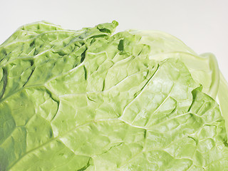 Image showing Green cabbage vegetables