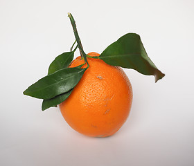 Image showing Orange fruit