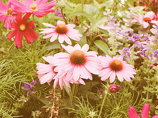 Image showing Retro looking Daisy flower