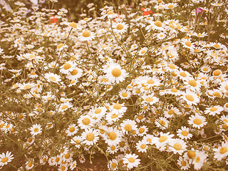 Image showing Retro looking Camomile flower