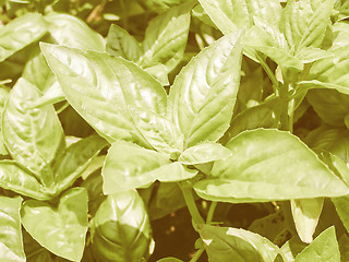Image showing Retro looking Basil picture