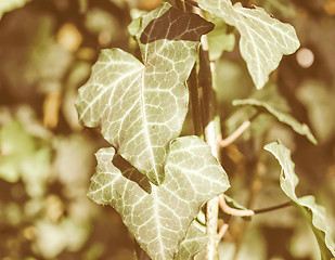 Image showing Retro looking Ivy picture