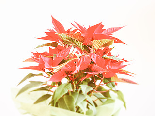 Image showing Retro looking Poinsettia Christmas star