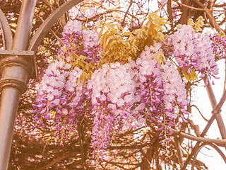 Image showing Retro looking Wisteria