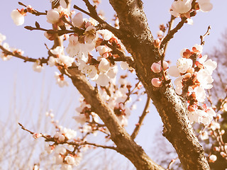 Image showing Retro looking Fruit tree flowers