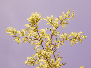 Image showing Retro looking Carob tree